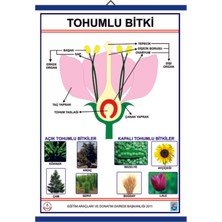 Edulab TOHUMLU BİTKİLER LEVHASI