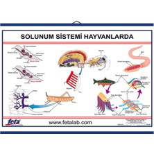 Edulab SOLUNUM SİSTEMİ LEVHASI (HAYVANLARDA)