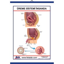Edulab ÜREME SİSTEMİ LEVHASI (İNSANDA)