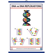 Edulab DNA VE DNA REPLİKASYONU LEVHASI