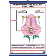 Edulab TOHUMLU BİTKİLERDE TOZLAŞMA VE DÖLLENME LEV. (70X100 CM)