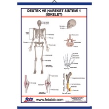Edulab DESTEK VE HAREKET SİSTEMİ İSKELET 1