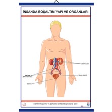 Edulab İNSANDA BOŞALTIM YAPI VE ORGANLARI