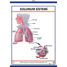 Edulab SOLUNUM SİSTEMİ (KAPLI, 70X100)