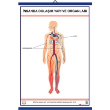 Edulab İNSANDA DOLAŞIM VE YAPI ORGANLARI