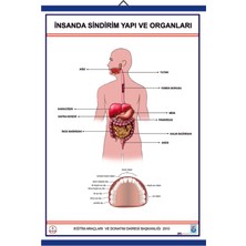 Edulab İNSANDA SİNDİRİM VE YAPI ORGANLARI