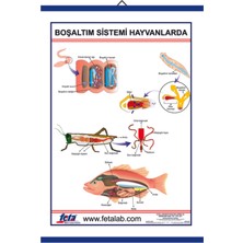 Edulab BOŞALTIM SİSTEMİ HAYVANLARDA