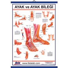 Edulab Ayak Ve Ayak Eklemi Eğitim Plakası