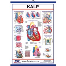 KALP LEVHASI EDULAB