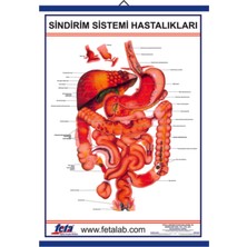 Edulab Sindirim Sistemi Hastalıkları Eğitim Plakası