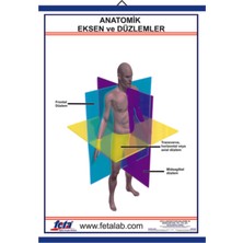 Edulab Anatomik Eksen Ve Düzlemleri Gösteren Eğitim Plakası