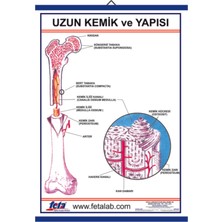 Edulab Uzun Kemiğin Yapısını Gösteren Eğitim Plakası