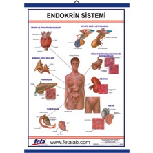 Edulab Endokrin Sistem Eğitim Plakası