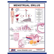 Edulab Menstrual Siklus Eğitim Plakası
