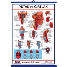 Edulab Yutak Ve Gırtlak Eğitim Plakası