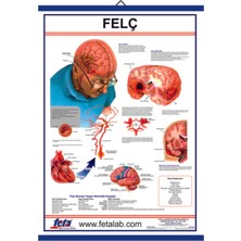 Edulab FELÇ LEVHASI 70x100 cm EBATLARINDA
