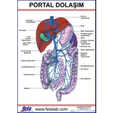 Edulab Portal Dolaşım Eğitim Plakası