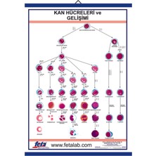 Edulab Kan Hücreleri Eğitim Plakası