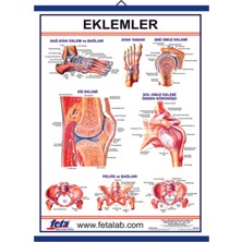 Edulab EKLEM LEVHASI 70x100 EBATLARINDADIR.
