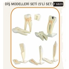 Edutoys DİŞ MODELLERİ SETİ (5' Lİ SET )