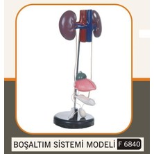 Edutoys BOŞALTIM SİSTEMİ MODELİ