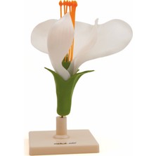 Edulab BEZELYE ÇİÇEĞİ