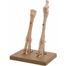 Edulab AT AYAK MODELİ