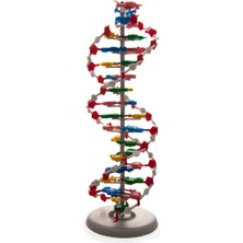 Edulab PROTEİN YAPISI MODELİ