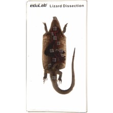 Edulab KERTENKELE KESİTİ