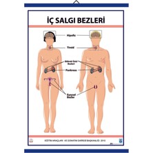 Edulab İÇ SALGI BEZLERİ LEVHASI (70X100 CM)