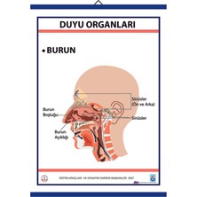 Edulab DUYU ORGANLARI LEVHASI BURUN