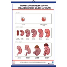 Edulab İNSANDA DÖLLENMEDEN DOĞUMA EMBRİYONİK GEL. SAFH. LEV.