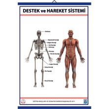Edulab DESTEK VE HAREKET SİSTEMİ (İSKELET) LEVHASI