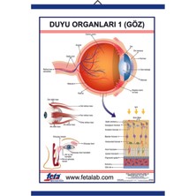 Edulab DUYU ORGANLARI LEVHASI GÖZ