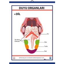 Edulab DUYU ORGANLARI LEVHASI DİL