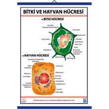 Edulab BİTKİ VE HAYVAN HÜCRESİ LEVHASI