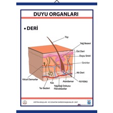 Edulab DUYU ORGANLARI LEVHASI DERİ