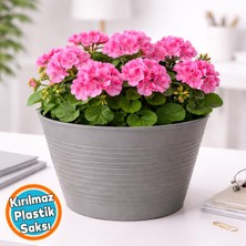Nzb Koyu Gri Renk Kırılmaz Esnek Plastik Balkon Saksısı 12 cm Orkide Genel Kullanım Saksı (1 Adet)