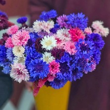 Zengarden Peygamber Çiçeği Tohumu Centaurea Cyanus Cornflower