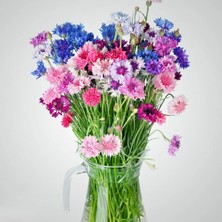 Zengarden Peygamber Çiçeği Tohumu Centaurea Cyanus Cornflower