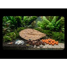 Marimo Scape Karides Bakım Seti