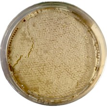 Balorjin Çıta Petekli Çiçek Balı 1200 Gr-Doğal Bal