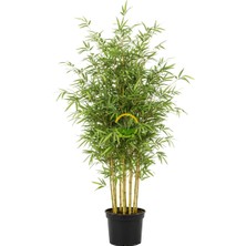 Fidan Sepetim Bambu Bitkisi (Bambusa Aurea) 150cm