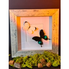 Anka Butterfly Gerçek Kelebek Tablosu (Papilio Karna ve Ascia Buniae Kelebeklerinden Oluşan Iki Kelebekli Çerçeve ) Lamine Çerçeve,