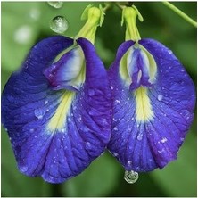 Aesco Butterfly Pea Mavi Kelebek Sarmaşığı