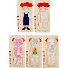 Aesco Tahta Puzzle 4x7 Parça Insan Vücudu