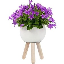 Aesco Ahşap Saksı Altlığı 2li Set