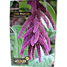 Goldgen Pro Seed Goldgen Tilki Kuyruğu Çiçeği Tohumu