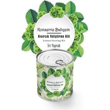 Belle Fusion Mey Ithalat® Konserve Bahçem Evde Konservede Iri Yapraklı Kıvırcık Yetiştirme Kiti