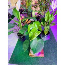 Monstera Devetabanı Yeni Sürgünlü Sağlıklı